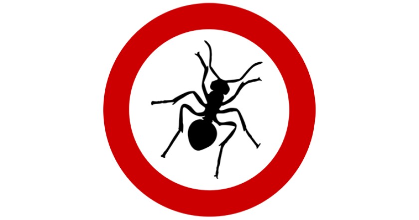 ant-no-stop-restricted-sign-760.jpg