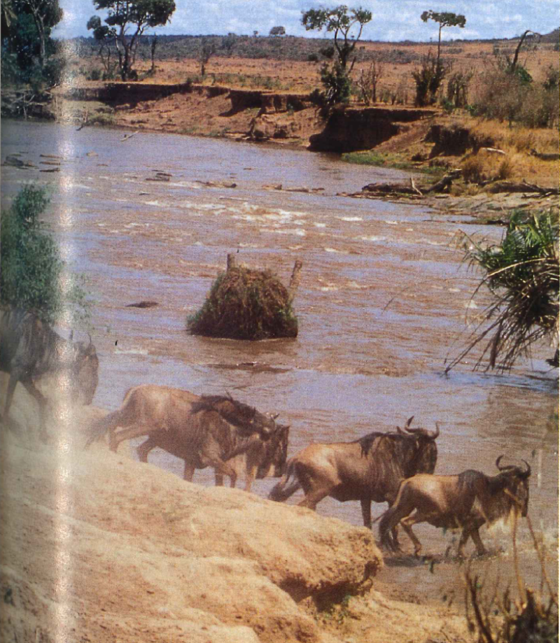Africa_May_1994-wildebeest-780.png