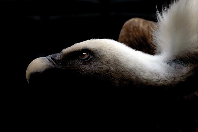 vulture-istock-780