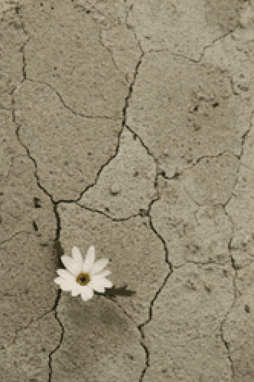 saudi-main.gif