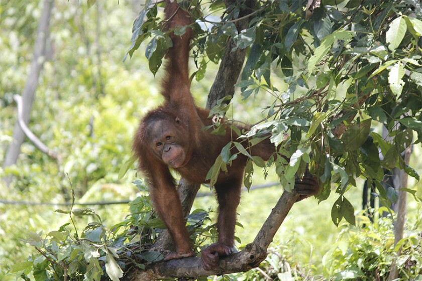 orangutan_780