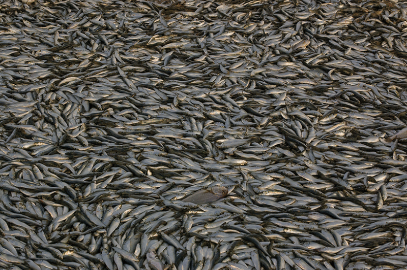 fish-iStock-780