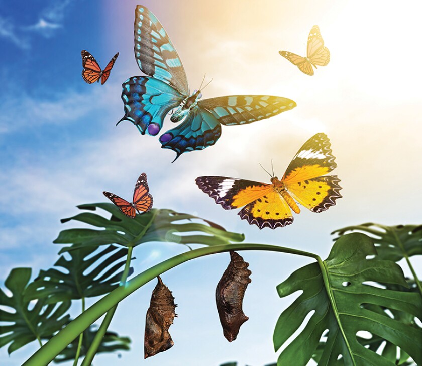 Butterflies_780