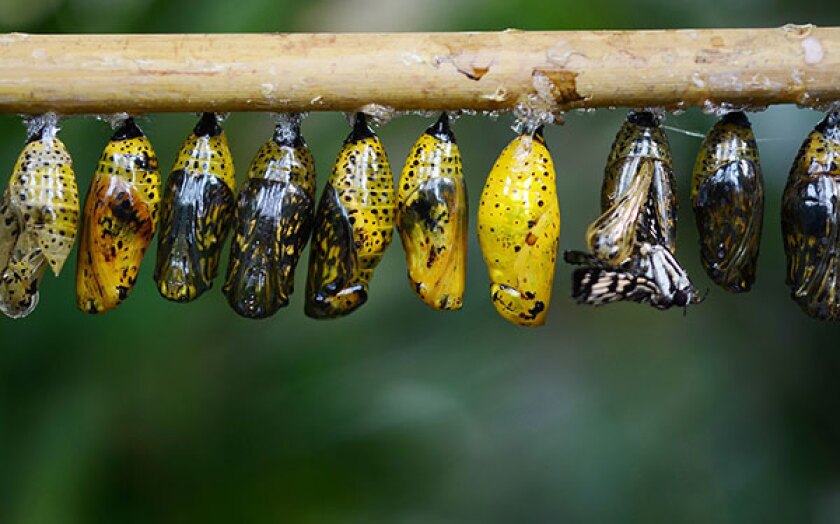 cocoon-butterfly-600