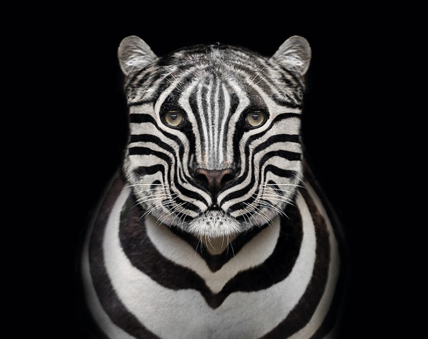 Leopard_Zebra_780