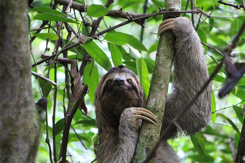 costa rica sloth 780