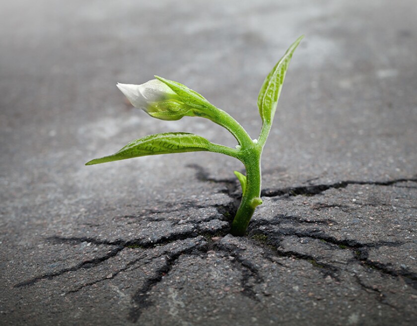 plant-crack-resilence-asphalt-780.jpg