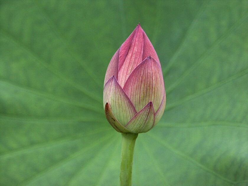 lotus-asia-bud-bloom-780