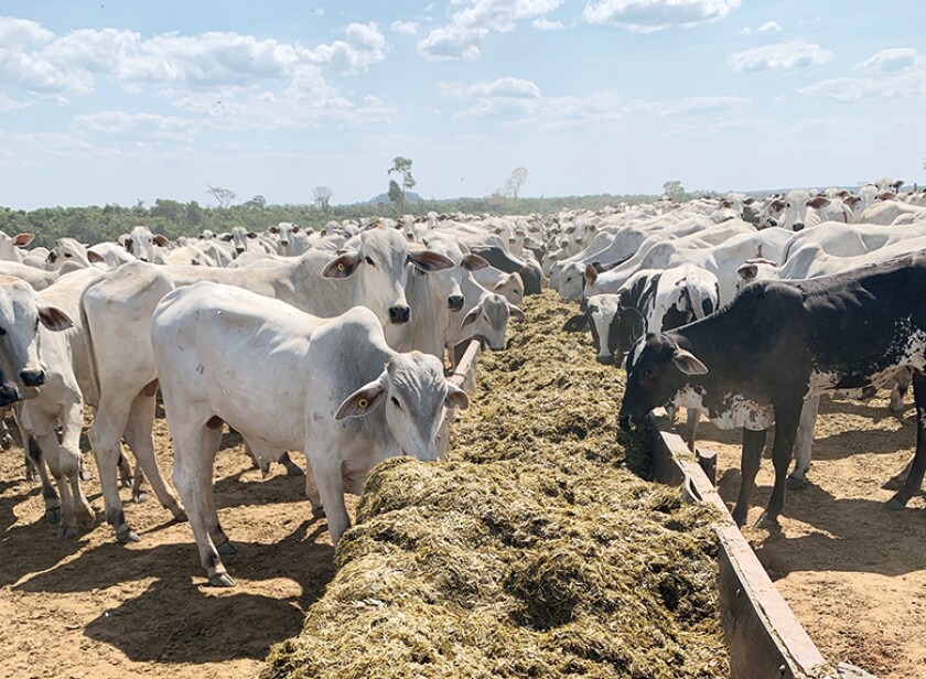Cattle_780