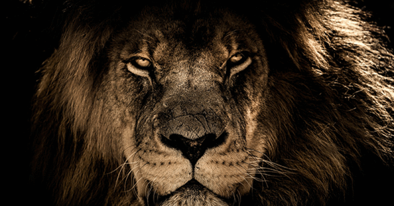 lion-africa-600