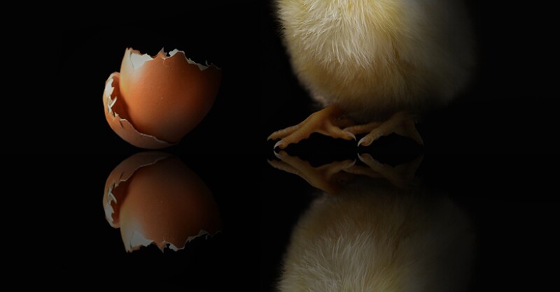 chicken-egg-780