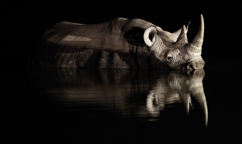 rhino_cover_780